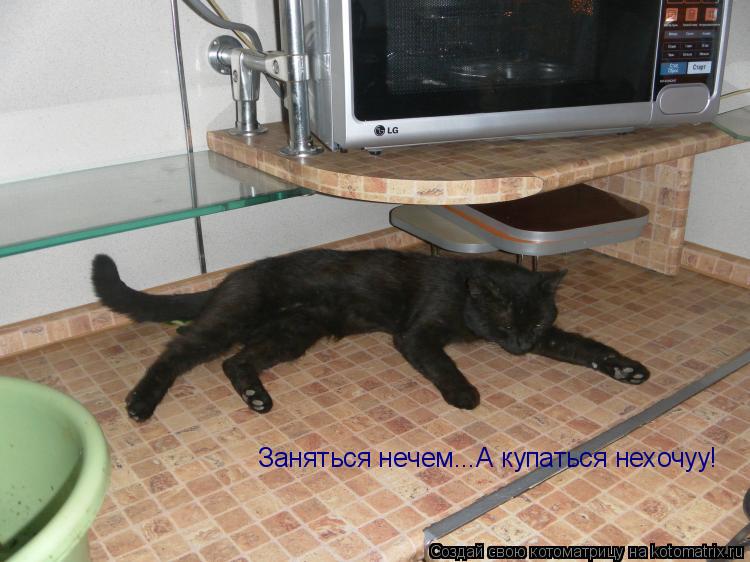 Котоматрица: Заняться нечем...А купаться нехочуу!