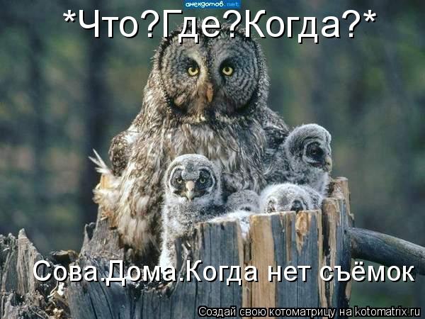 Котоматрица: *Что?Где?Когда?*   Сова.Дома.Когда нет съёмок