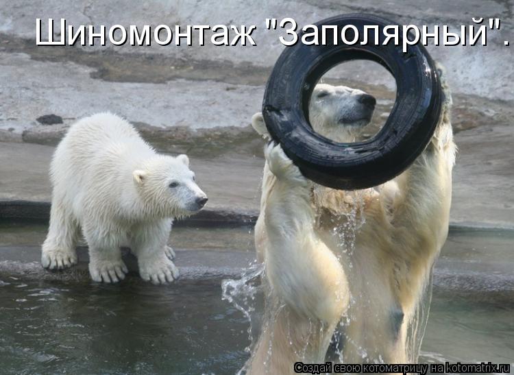 Котоматрица: Шиномонтаж "Заполярный"...