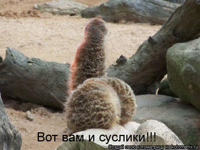 Котоматрица: Вот вам и суслики!!!