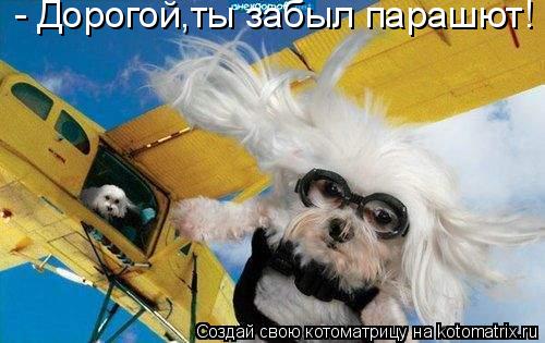 Котоматрица: - Дорогой,ты забыл парашют!