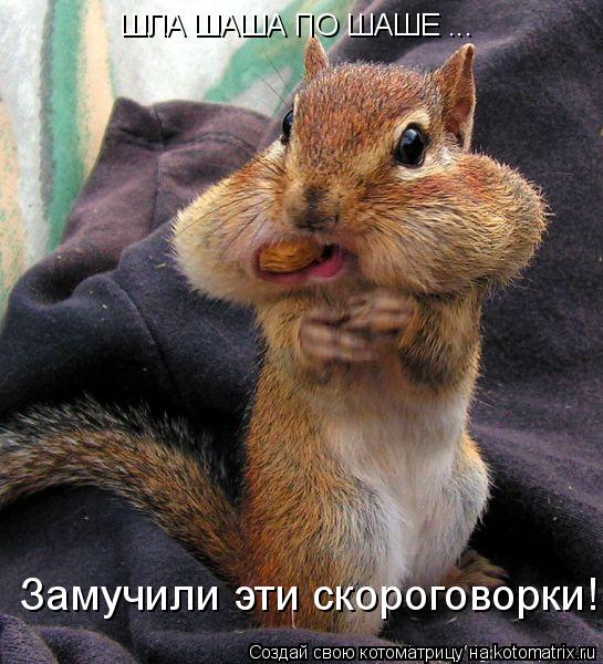 Котоматрица: ШЛА ШАША ПО ШАШЕ ... Замучили эти скороговорки!