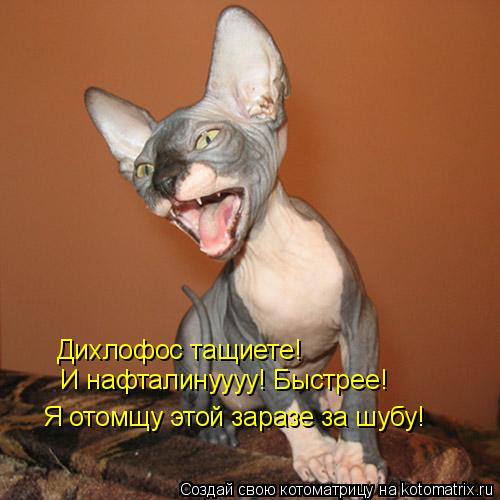 Я отомщу этой заразе за шубу! И нафталинуууу! Быстрее! Дихлофос тащиете!... Котоматрица: Я отомщу этой заразе за шубу! И нафталинуууу! Быстрее! Дихлофос тащиете!