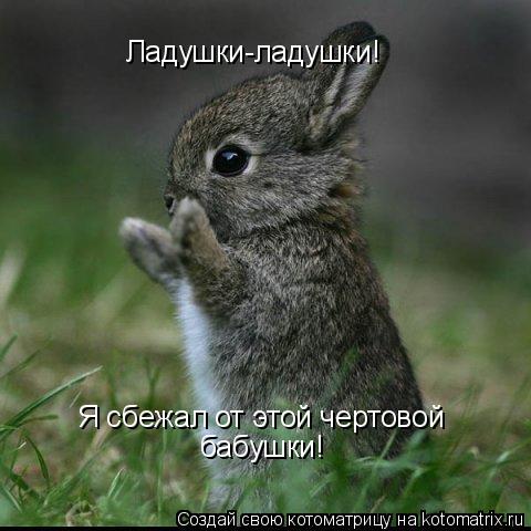 Котоматрица: Ладушки-ладушки! Я сбежал от этой чертовой бабушки!