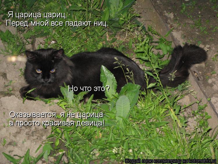 Котоматрица: Я царица цариц, Перед мной все падают ниц. Но что это? Оказывается, я не царица а просто красивая девица!
