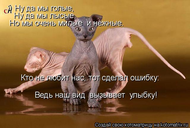 Котоматрица: Ну да мы голые, Ну да мы лысые, Но мы очень милые  и нежные. Кто не любит нас, тот сделал ошибку: Ведь наш вид  вызывает  улыбку!