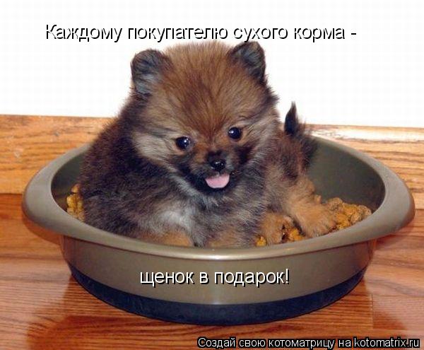 Котоматрица: Каждому покупателю сухого корма -  щенок в подарок!