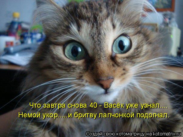Котоматрица: Что завтра снова 40 - Васёк уже узнал.... Немой укор.....и бритву лапчонкой подогнал.