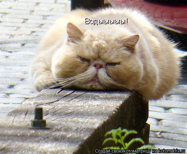 Котоматрица: Водыыыыы!