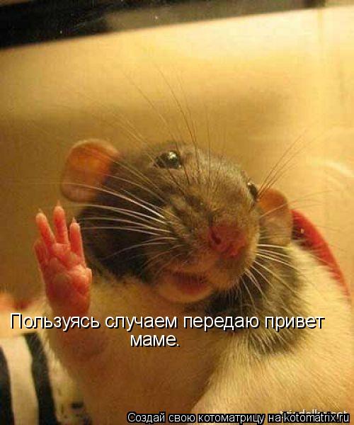 Пользуясь случаем передаю привет маме.... Котоматрица: Пользуясь случаем передаю привет маме.