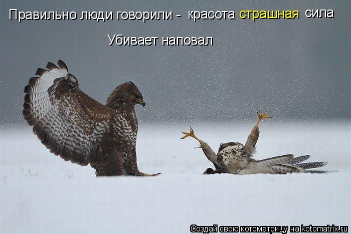 Правильно люди говорили - красота страшная сила Убивает наповал... Котоматрица: Правильно люди говорили - красота страшная сила Убивает наповал