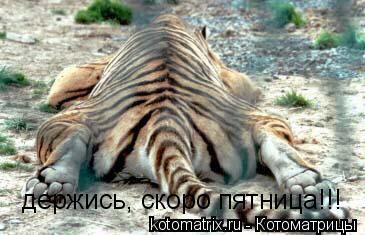 держись, скоро пятница!!!... Котоматрица: держись, скоро пятница!!!