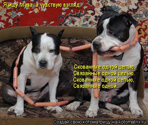 Я ищу глаза, а чувствую взгляд, Скованные одной цепью, Связанные одной целью. Скованные одной цепью, ... Котоматрица: Я ищу глаза, а чувствую взгляд, Скованные одной цепью, Связанные одной целью. Скованные одной цепью, Связанные одной.