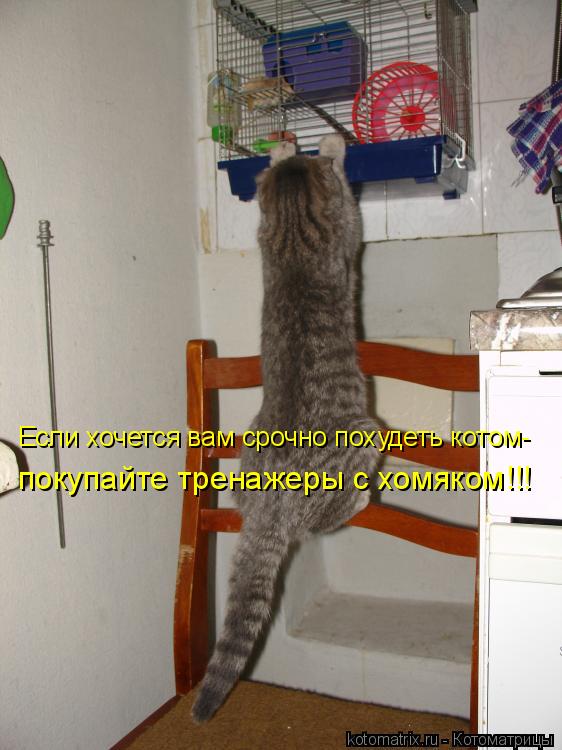 покупайте тренажеры с хомяком!!! Если хочется вам срочно похудеть котом-... Котоматрица: покупайте тренажеры с хомяком!!! Если хочется вам срочно похудеть котом-
