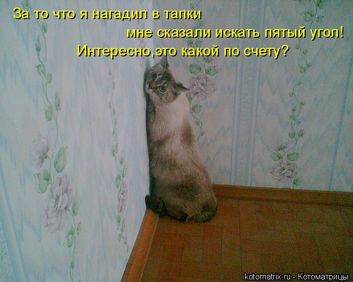За то что я нагадил в тапки мне сказали искать пятый угол! Интересно,это какой по счету?... Котоматрица: За то что я нагадил в тапки мне сказали искать пятый угол! Интересно,это какой по счету?