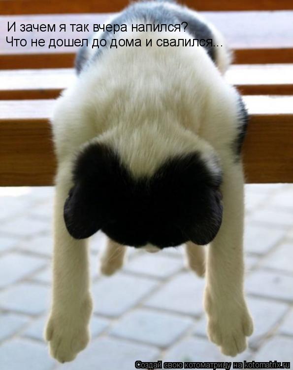И зачем я так вчера напился? Что не дошел до дома и свалился...... Котоматрица: И зачем я так вчера напился? Что не дошел до дома и свалился...
