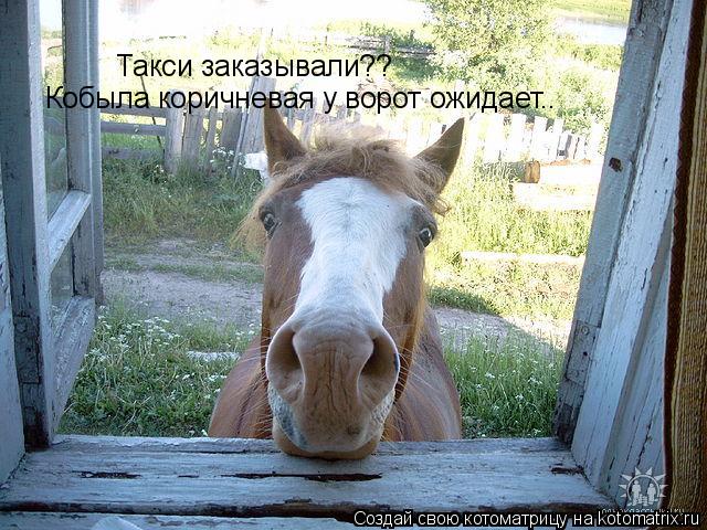 Такси заказывали?? Кобыла коричневая у ворот ожидает..... Котоматрица: Такси заказывали?? Кобыла коричневая у ворот ожидает..