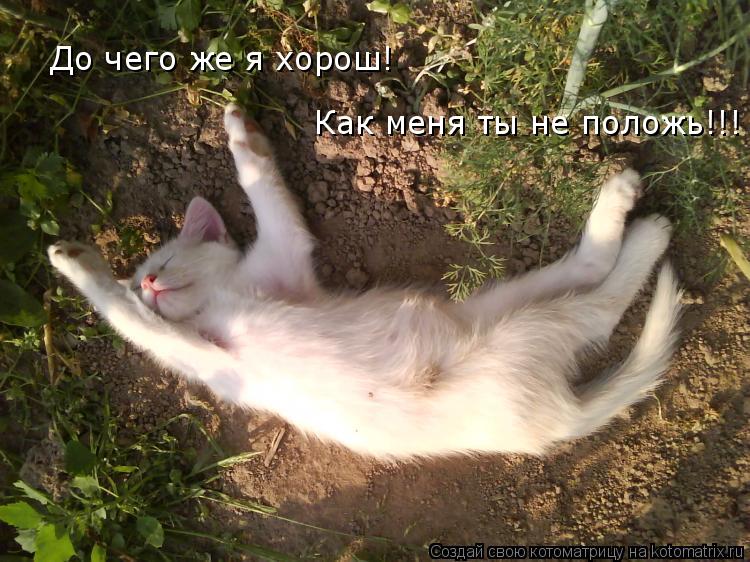 До чего же я хорош! Как меня ты не положь!!!... Котоматрица: До чего же я хорош! Как меня ты не положь!!!