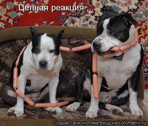 Цепная реакция ...... Котоматрица: Цепная реакция ...