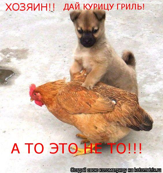 ХОЗЯИН!! ДАЙ КУРИЦУ ГРИЛЬ! А ТО ЭТО НЕ ТО!!!... Котоматрица: ХОЗЯИН!! ДАЙ КУРИЦУ ГРИЛЬ! А ТО ЭТО НЕ ТО!!!