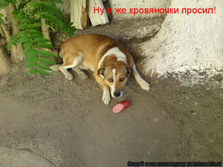 Ну я же кровяночки просил!... Котоматрица: Ну я же кровяночки просил!