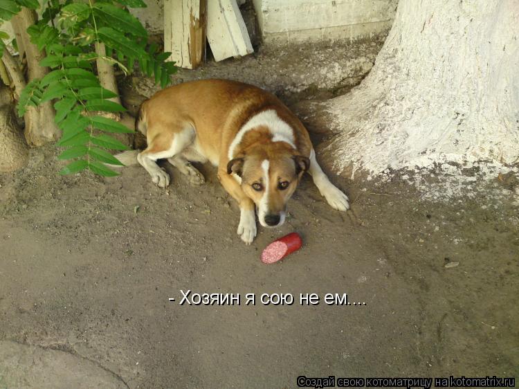 - Хозяин я сою не ем....... Котоматрица: - Хозяин я сою не ем....