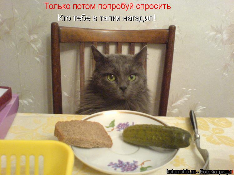 Только потом попробуй спросить Кто тебе в тапки нагадил!... Котоматрица: Только потом попробуй спросить Кто тебе в тапки нагадил!