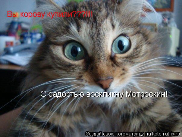 Вы корову купили???!!! С радостью воскликну Мотроскин!... Котоматрица: Вы корову купили???!!! С радостью воскликну Мотроскин!