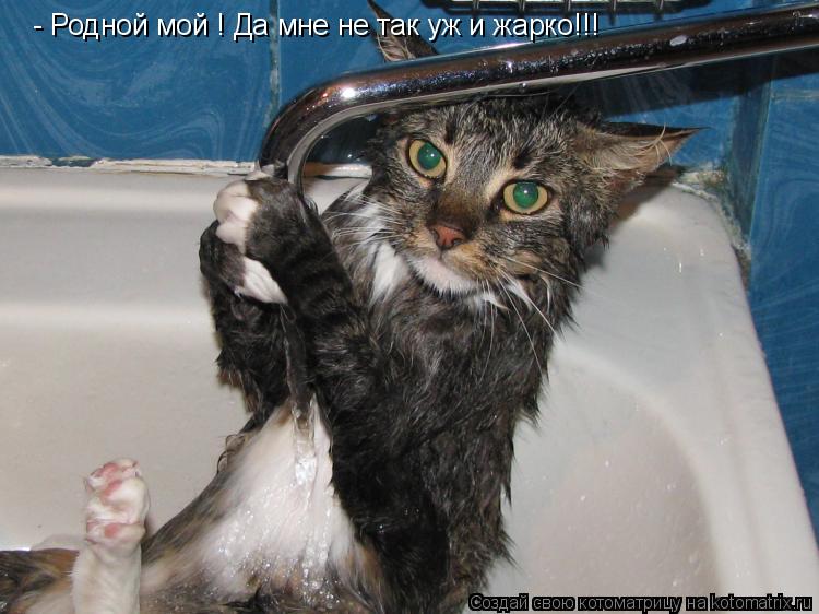 - Родной мой ! Да мне не так уж и жарко!!!... Котоматрица: - Родной мой ! Да мне не так уж и жарко!!!