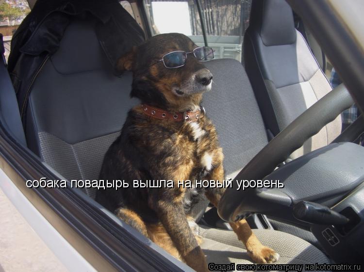 собака повадырь вышла на новый уровень... Котоматрица: собака повадырь вышла на новый уровень