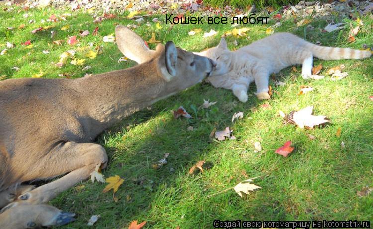 Кошек все любят... Котоматрица: Кошек все любят