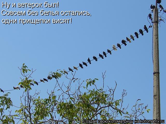 Ну и ветерок был! Совсем без белья остались, одни прищепки висят!... Котоматрица: Ну и ветерок был! Совсем без белья остались, одни прищепки висят!