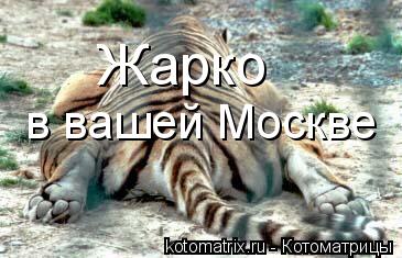 Жарко в вашей Москве... Котоматрица: Жарко в вашей Москве