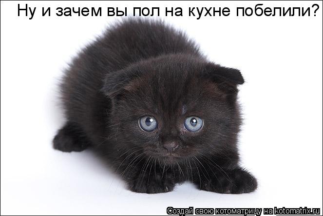 Ну и зачем вы пол на кухне побелили?... Котоматрица: Ну и зачем вы пол на кухне побелили?