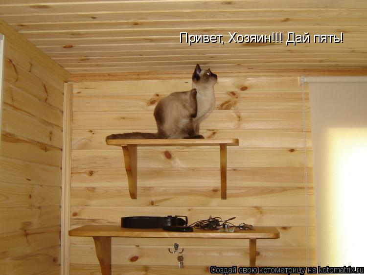 Привет, Хозяин!!! Дай пять!... Котоматрица: Привет, Хозяин!!! Дай пять!