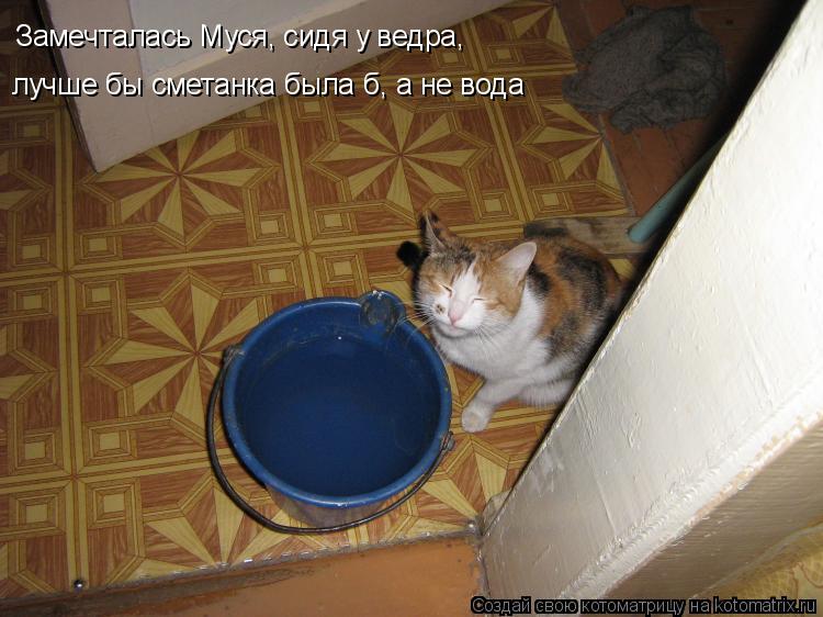 Замечталась Муся, сидя у ведра, лучше бы сметанка была б, а не вода... Котоматрица: Замечталась Муся, сидя у ведра, лучше бы сметанка была б, а не вода