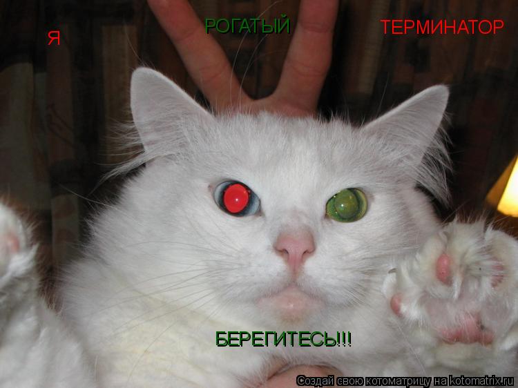 Я ТЕРМИНАТОР РОГАТЫЙ БЕРЕГИТЕСЬ!!!... Котоматрица: Я ТЕРМИНАТОР РОГАТЫЙ БЕРЕГИТЕСЬ!!!
