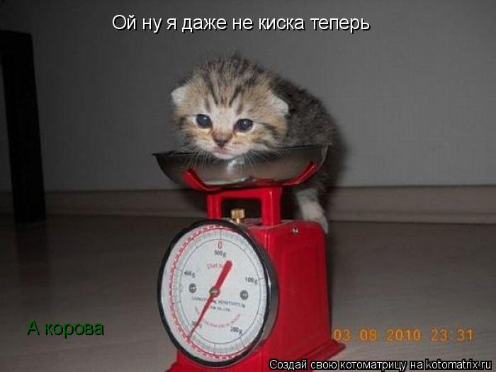 Ой ну я даже не киска теперь А корова... Котоматрица: Ой ну я даже не киска теперь А корова