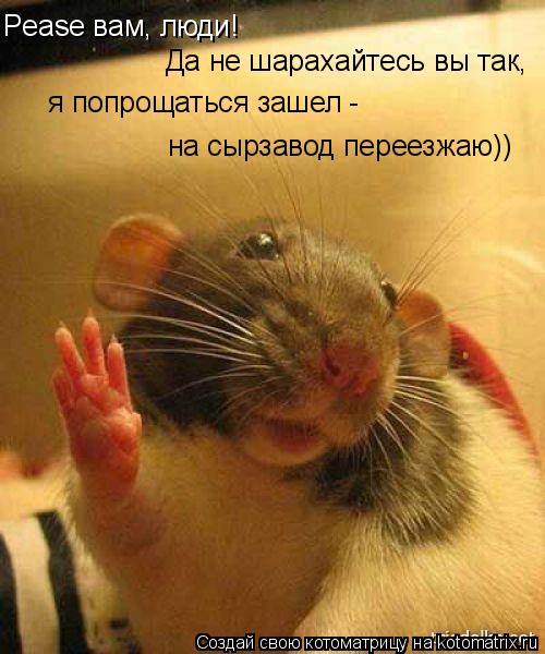Piese вам, люди! Да не шарахайтесь вы так, я попрощаться - на сырзавод переезжаю)) Peаse вам, люди! Д... Котоматрица: Piese вам, люди! Да не шарахайтесь вы так, я попрощаться - на сырзавод переезжаю)) Peаse вам, люди! Да не шарахайтесь вы так, я попрощаться зашел -
