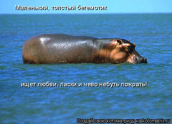 Маленький, толстый бегемотик ищет любви, ласки и чево небуть пожрать!... Котоматрица: Маленький, толстый бегемотик ищет любви, ласки и чево небуть пожрать!