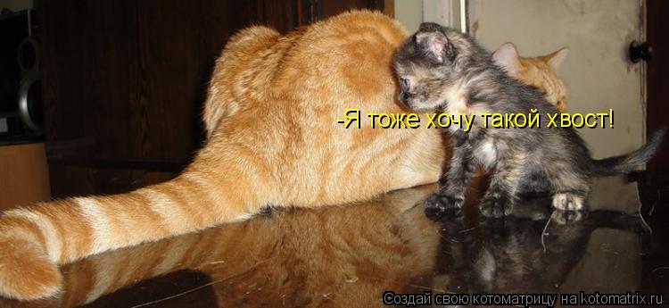 -Я тоже хочу такой хвост!... Котоматрица: -Я тоже хочу такой хвост!