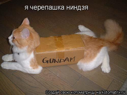 я черепашка ниндзя... Котоматрица: я черепашка ниндзя