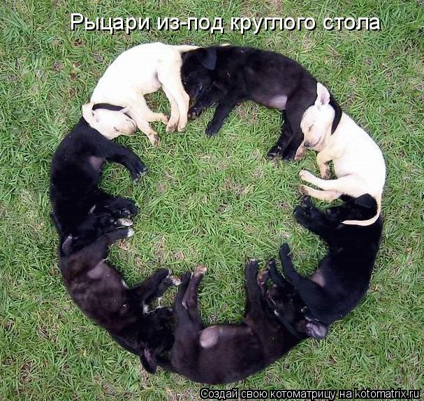 Рыцари из-под круглого стола... Котоматрица: Рыцари из-под круглого стола