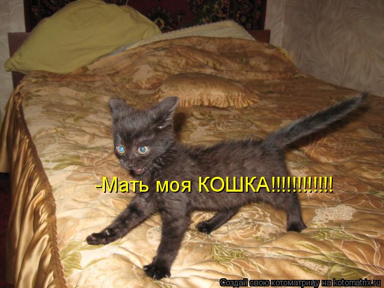 -Мать моя КОШКА!!!!!!!!!!!!... Котоматрица: -Мать моя КОШКА!!!!!!!!!!!!