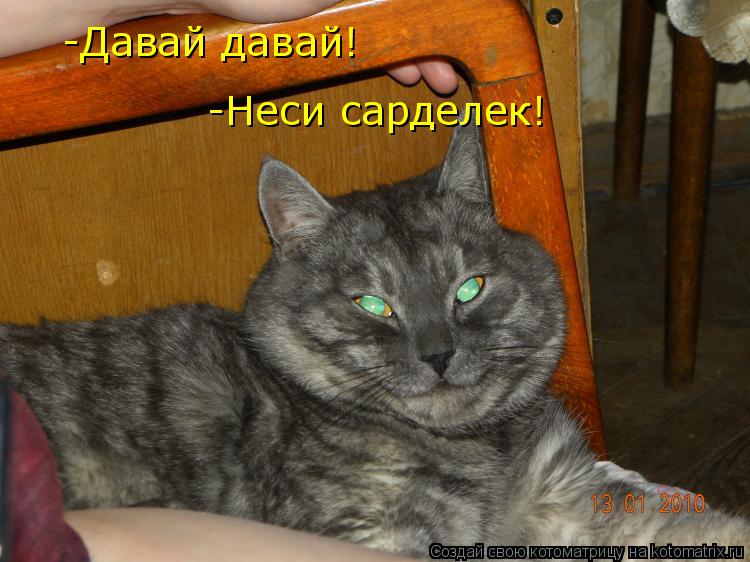 -Давай давай! -Неси сарделек!... Котоматрица: -Давай давай! -Неси сарделек!