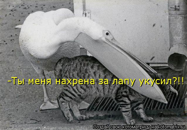 -Ты меня нахрена за лапу укусил?!!... Котоматрица: -Ты меня нахрена за лапу укусил?!!