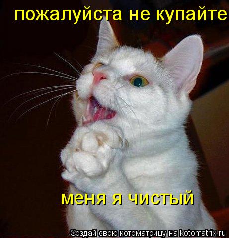 пожалуйста не купайте меня я чистый... Котоматрица: пожалуйста не купайте меня я чистый