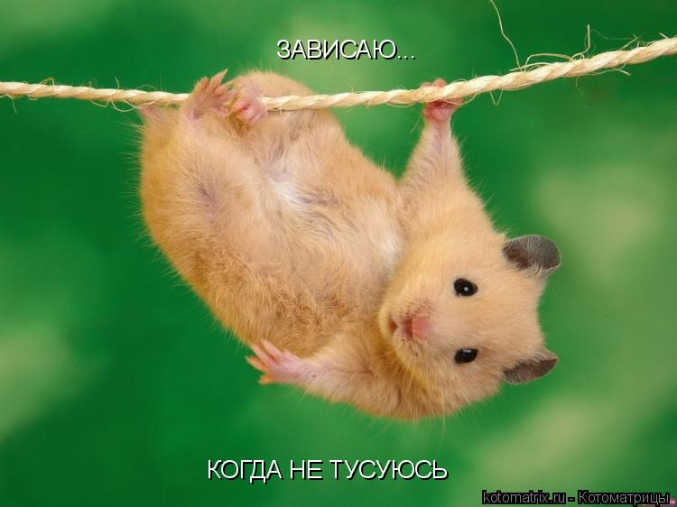 ЗАВИСАЮ... КОГДА НЕ ТУСУЮСЬ... Котоматрица: ЗАВИСАЮ... КОГДА НЕ ТУСУЮСЬ
