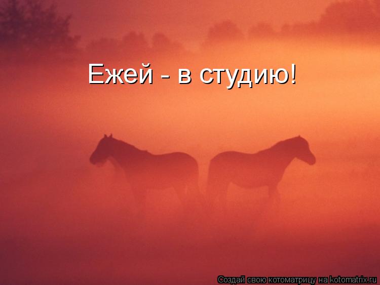 Ежей - в студию!... Котоматрица: Ежей - в студию!