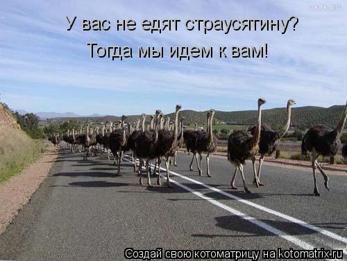 У вас не едят страусятину? Тогда мы идем к вам!... Котоматрица: У вас не едят страусятину? Тогда мы идем к вам!